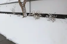 Beet uWN 20260126.webp