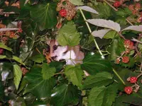 DSC00610.webp