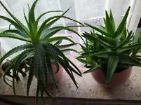 IMG_20260116_090616_1.webp