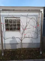 Weinrebe Wand.webp Weinrebe Wand.webp