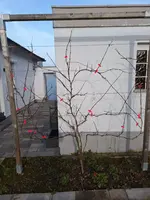 Weinrebe halbe Wand.webp Weinrebe halbe Wand.webp