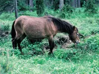 S-1987-7.webp