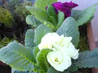002.webp