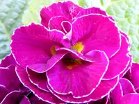 005.webp