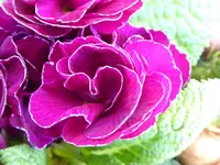 006.webp