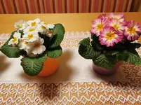 IMG_20230118_173727.webp