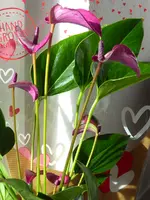 001.webp