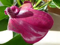 003.webp