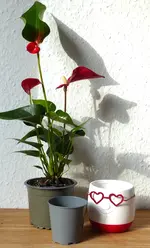 011.webp
