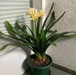 Clivia-C*2026-02-09*02.webp