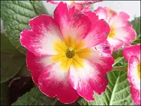 c004.webp