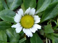15.webp