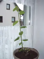 Physalis 14.02 (1).webp