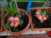 c011.webp