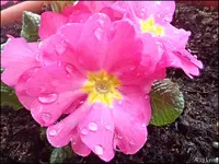 c012.webp