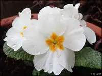 c014.webp