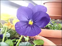 c015.webp