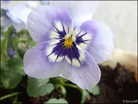 c016.webp