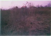 Acker vor Rodung.webp