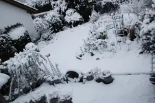 Winter     1126.webp