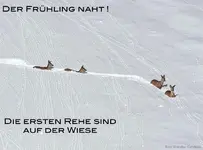 Rehe im Schnee.webp