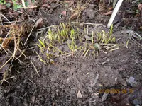 15.Schnittknoblauch fertig zum Wachsen.webp