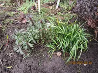 17.fertig zum Wachsen.webp