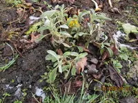 18. Griechischer Bergteee.webp