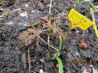 20.Blattfenchel.webp