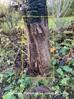 Zwetschge_Stammschäden_2026-01-21_Teilfoto.webp