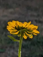 PXL_20250704_163129126.webp