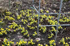 Frühling          0126.webp