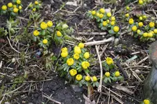 Frühling          0326.webp