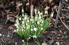 Frühling          0426.webp