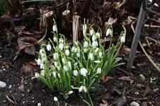 Frühling          0526.webp