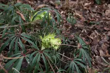 Frühling          0626.webp