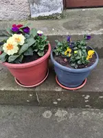 Primeln mit Stiefmütterchen 24.02.26.webp