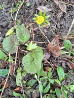 Winterlinge 24.02.26.webp