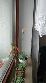 20260227_095224.webp