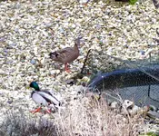 001.webp