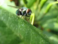 Fliege.webp