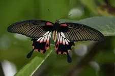 Schmetterling_Vietnam.webp