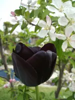 Black Beauty.webp