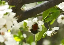 Hummel3.webp