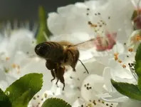 BieneimAnflug-1.webp