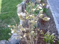DSCF6556.webp