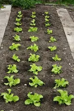 Kopfsalat.webp