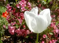 Schneeweisschen.webp