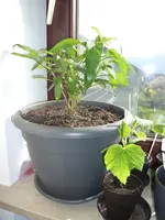 P1090160.webp