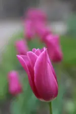 tulpen.webp